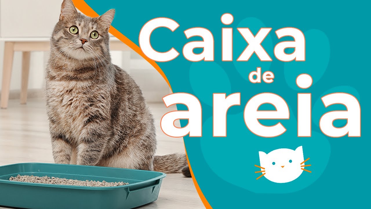 Como fazer o seu gato usar a caixa de areia? - Petblog