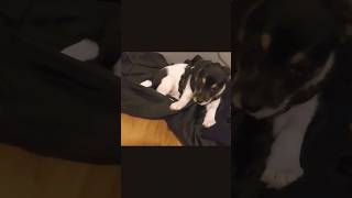 Never seen such a happy puppy while being corrected 😂 #puppy #happy #funnydogs