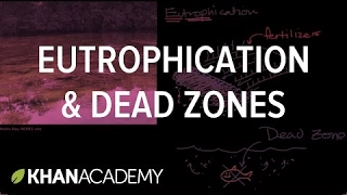 Eutrophication and dead zones | Ecology | Khan Academy