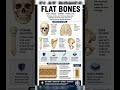what is flat bones and what are flat bones?# Anatomy