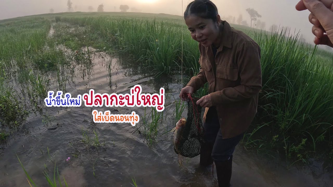 น้ำขึ้นใหม่ปลากะบ่ทันใหญ่ ใส่เบ็ดนอนนากินนึ่งปลากลางทุ่ง