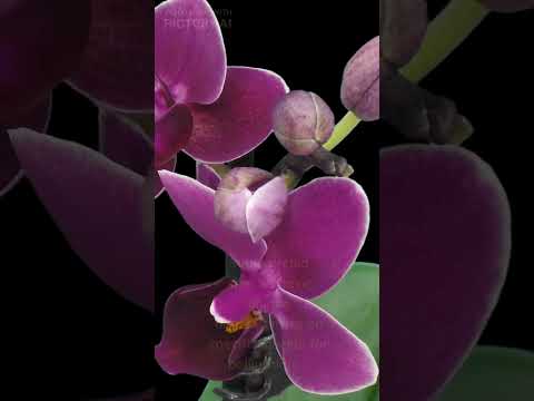 Video: Co je duchová orchidej – zjistěte několik faktů o duchovní orchideji