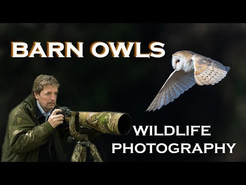 wildlife-photography:-barn-owls:-part-one