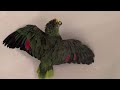 Freedom The Parrot Extends Wings In Bird Bath Wags Tail Chirps Oviedo Florida Freedom The Parrot Extends Wings In Bird Bath Wags Tail Chirps Oviedo Florida