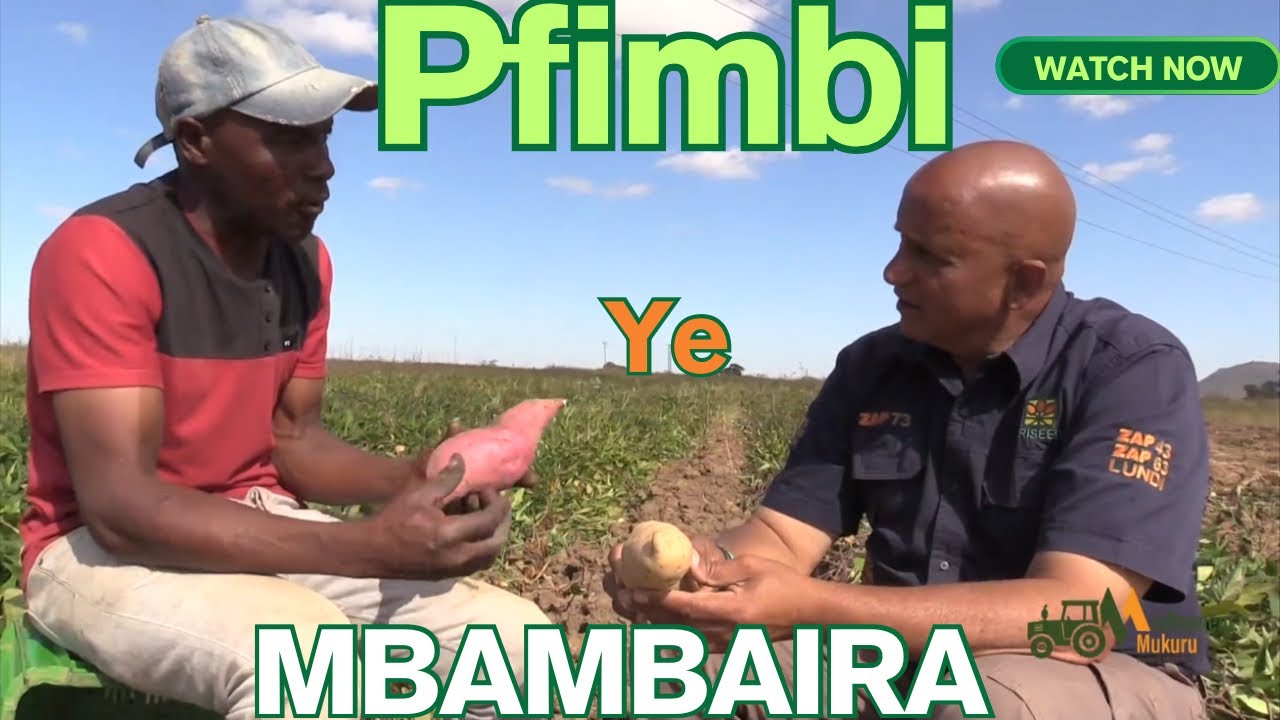 Magadzirirwo epfimbi ye mbambaira