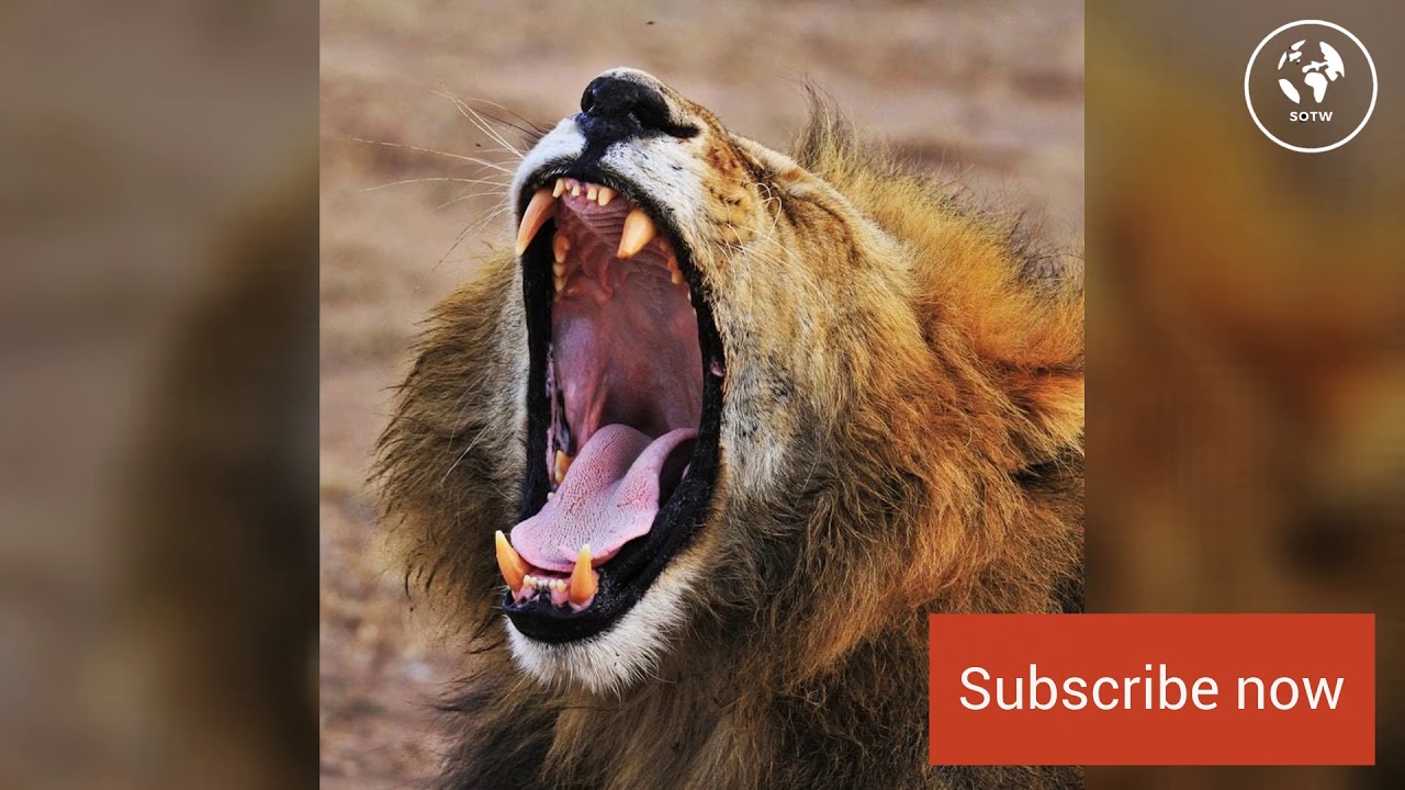 Lion Sound Effect Free YouTube