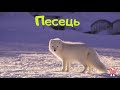 Пізнавальні відео для дітей українською мовою.Тварини Арктики - голоси, фото + відео.