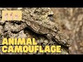 Animal Camouflage and Mimicry Concepts