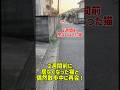 2週間前に居なくなった猫と偶然散歩中に再会！#癒し #元気になる動画 #猫のいる暮らし #猫のいる暮らし #猫 #子猫 #adorably #猫のいる生活 #ねこ #cat #可愛い