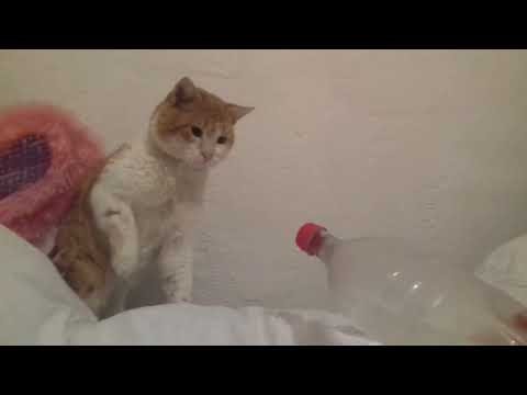 Video: Fľaša Na Kŕmenie Osirelých Mačiatok