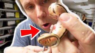 UMBILICAL TWIST EMERGENCY!!! SAVED THIS SNAKE'S LIFE!! | BRIAN BARCZYK