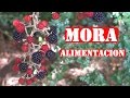 Comida de la Naturaleza: Mora - Supervivencia