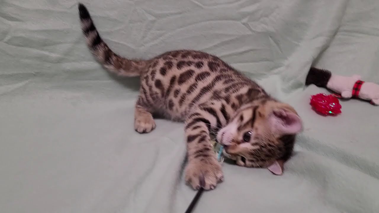 Asian Safari Apache wild spirit