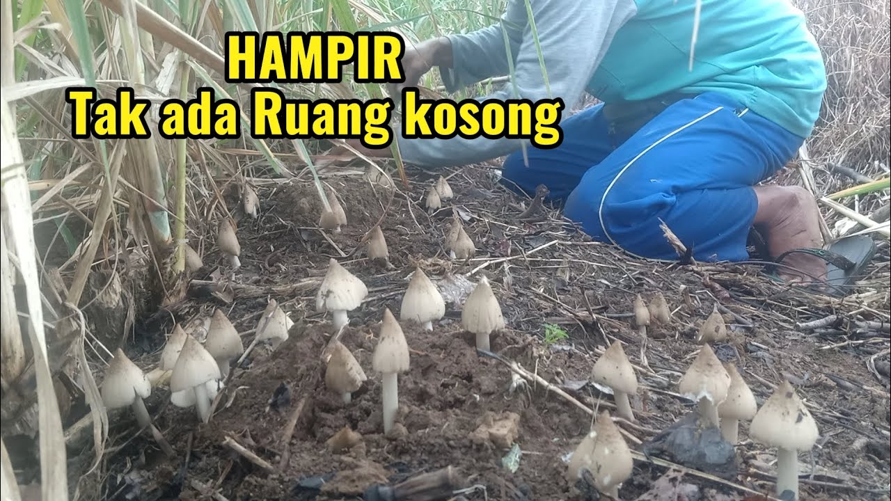 Tak di sangka dapat jamur terbanyak musim ini