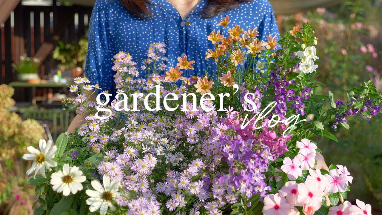 Осеннее Обновление Сада 🌸 Метельчатые Гортензии, Анемоны и Другое