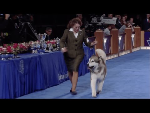 Video: Khoảnh khắc yêu thích của chúng tôi từ Giải vô địch quốc gia AKC / Eukanuba 2012