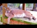 CRAZY CARACAL NOISE!! (NEW CAMERA) - Big Cat Rescue