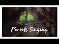 Parrots singing beautiful songs