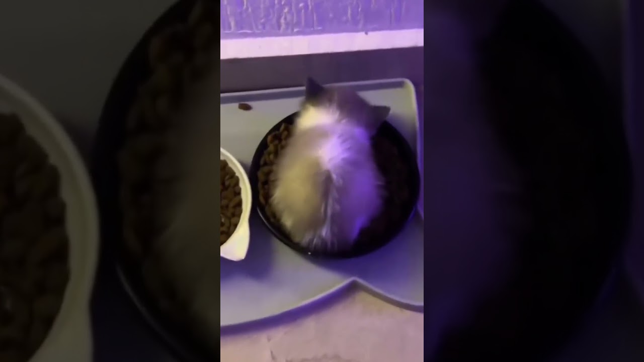 WIWIWI original 🤣🤣🐱🐱 