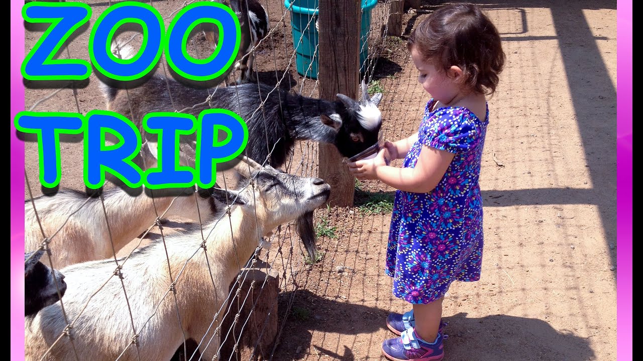 Поход в зоопарк, гуляем и кормим животных. Trip to the local zoo, feeding animals