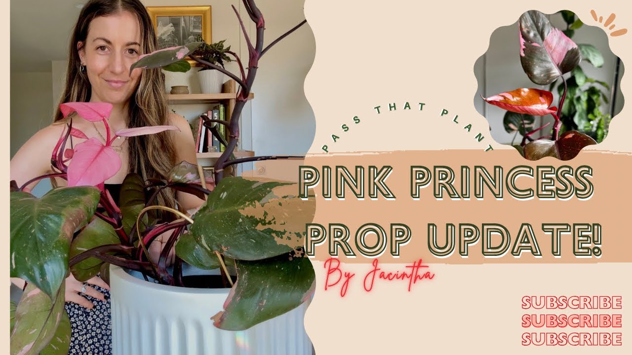 Philodendron Pink Princess Propagation 1 Month Update🩷 Rooting