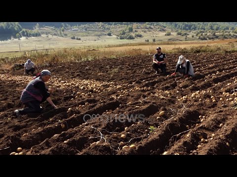 Video: Pse ëndërrojnë Patatet