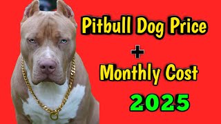 Pitbull Dog Price In India 2025 Price Of Pitbull And Monthly Expenses