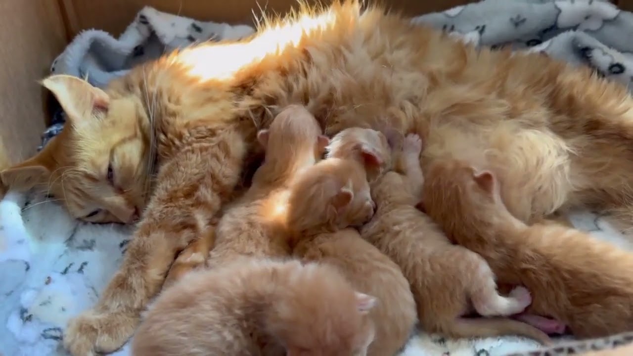 Mama Forced To Carry Inbred Pregnancy Results In Kitten Deformities