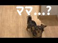 離れてた愛犬と運命の再会したら愛おしすぎた...#Shorts