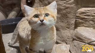 New Sand Cat at Brookfield Zoo!