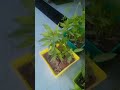 I love plant ☘️🌵☘️#nature #plants #subscribe #suport ☘️
