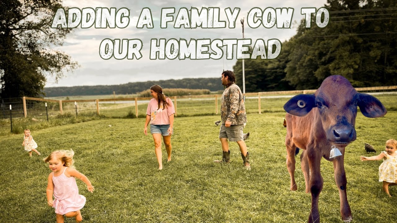 We bought a cow! Family milk cow for our small homestead. Life on our farm.