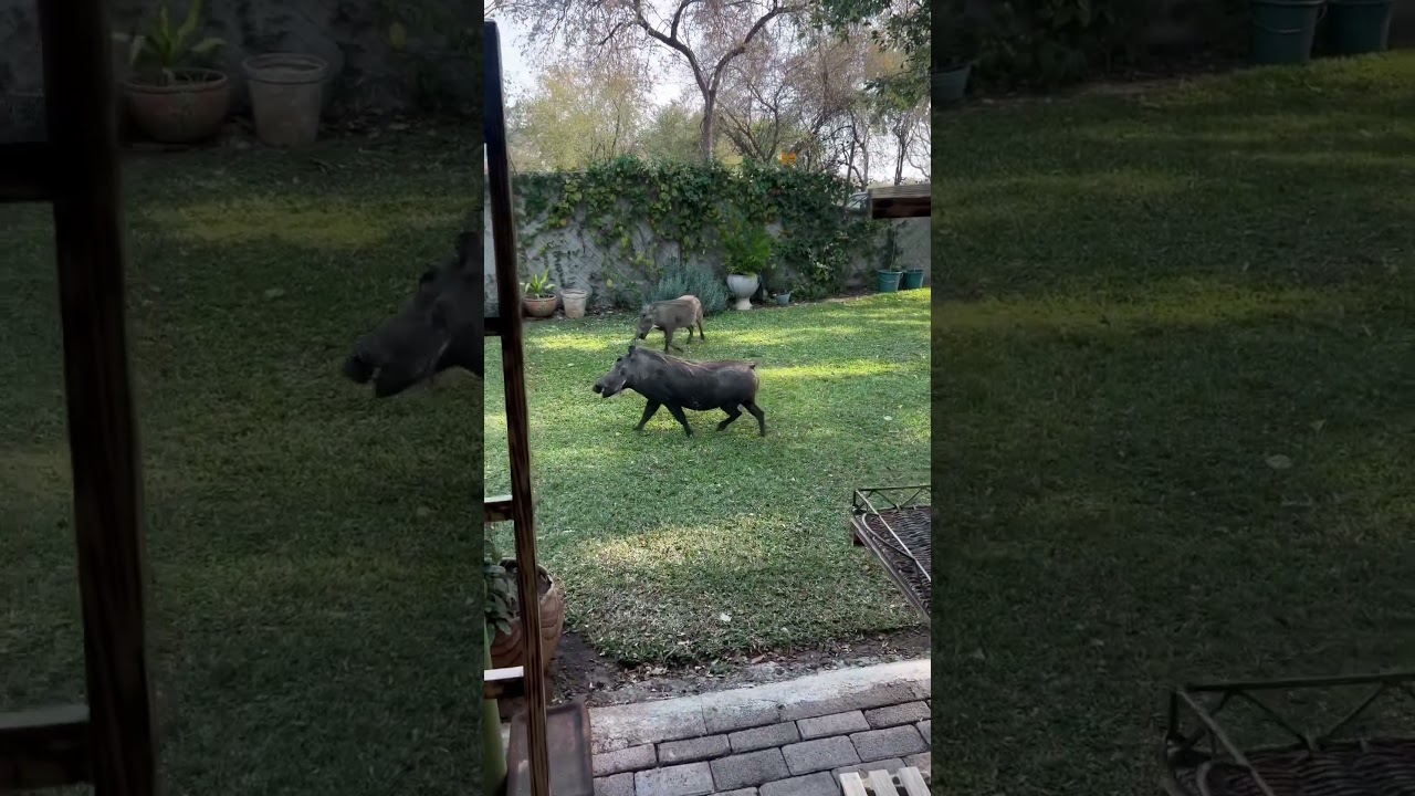 Unexpected visitors in 