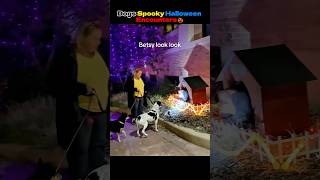 Pups’ Fun Halloween Moments🤣