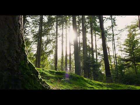 Kicauan Burung di Hutan untuk Tidur, Belajar & Meditasi | 1 Hour Forest Ambience