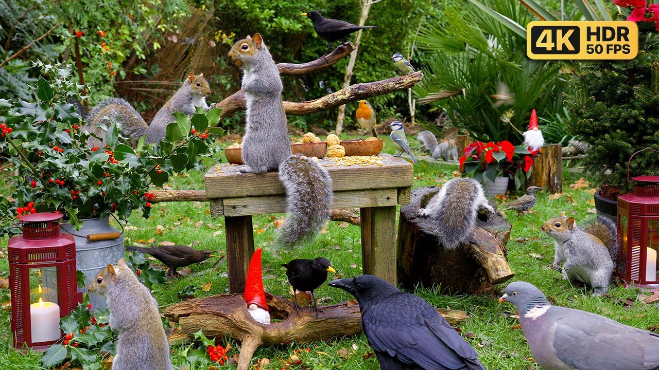 Cat TV for Cats to Watch 🎄 Birds & Squirrels at Christmas 🎄 Bird videos for cats