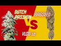 Wachstumsexplosion! Zeit für die Blüte? | Grow VLog 10
