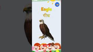Eagle Bird | Birds name and sound in hindi - Little kids TV #eagles Hindi Word For Eagle