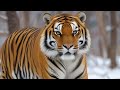 Sibriشکار ببر سیبری Sibriشکار ببر سیبری