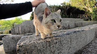 歩き疲れたサバトラ猫が石段の上で休憩する