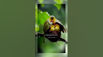 سبحان الله | #قرآن #ياسر_الدوسري #تلاوة_خاشعة #راحة_نفسية #تابعوني #اكسبلور #لايك