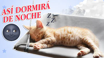 ¿Dónde debo poner a dormir a mi gato por la noche?