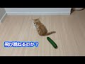 子猫の後ろにきゅうり置いてみた