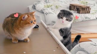 What happens when cat see a making furniture?