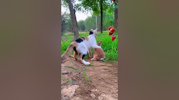 "I’m not lazy, I’m on energy-saving mode 🐾"