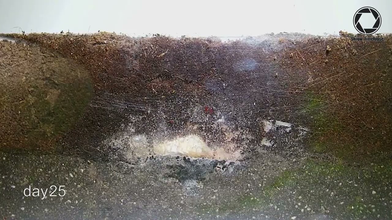 Fish Decomposition in the soil Time Lapse - Closing the "natural" Loop