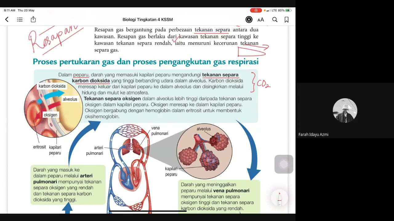 8 3 Pertukaran Gas Dalam Manusia Youtube