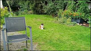 Tuxedo Cat is washing his cute belly by Benjamin Tobies 7 views 9 months ago 1 minute, 30 seconds