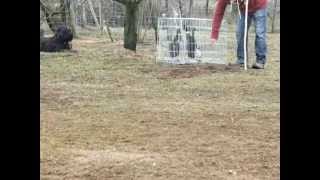 Amy Training - Duck Herding