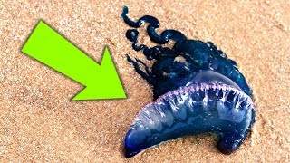 海で出会いたくない生き物ランキング１０